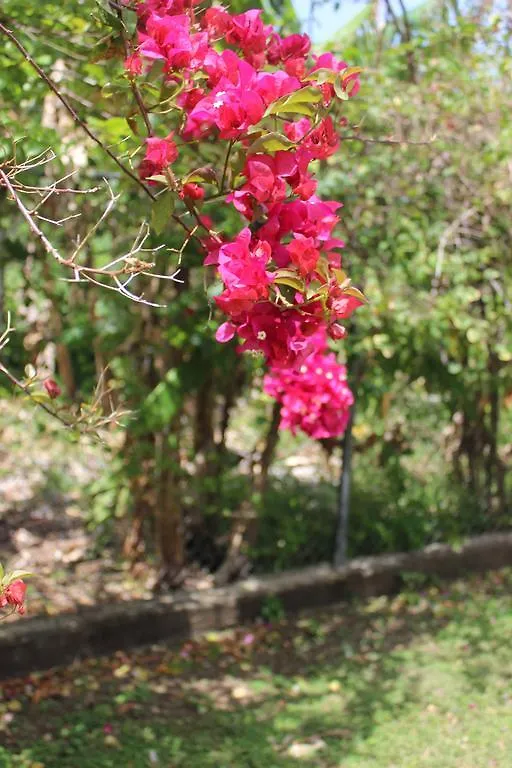 Villa Loyola Ocho Rios Guest house